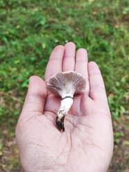 IMG_20260915_171830.thumb.jpg.1666cc8a98e15a099d22d07af489998b.jpg