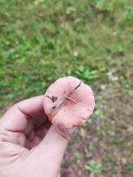 IMG_20260915_171852.thumb.jpg.c2d0aee4230beb99f0da1f4af4ad3139.jpg