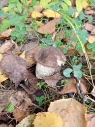 IMG_20260916_113912_894.thumb.jpg.e03dc0c6fc81bde024c66003b88560f1.jpg
