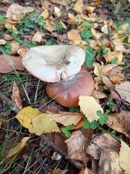 IMG_20260916_113923_637.thumb.jpg.4416a417ceda59f7385eb79c50c9d116.jpg