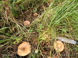 IMG_20260916_145527.thumb.jpg.aa957b842736e0f5e6d037b0451285d8.jpg