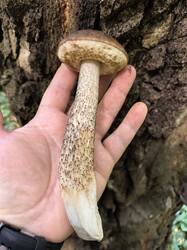 IMG_20260917_115220.thumb.jpg.14986eb3b0f50213e6db06e61359a368.jpg