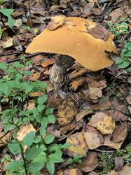 IMG_20260917_120618.jpg