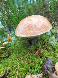 IMG_20260917_131231_108.thumb.jpg.6443f63508cea22b0d2e96c92c5cdfe8.jpg