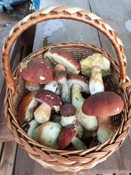 IMG_20260917_142317_562.thumb.jpg.5b27bfd334f1fd0417f4bcee3157b555.jpg