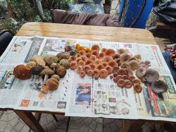 IMG_20260917_173724.jpg