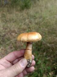 IMG_20260918_123207_820.thumb.jpg.99d7bc9a99a68328098800eb4867347a.jpg