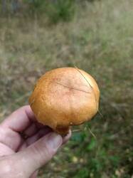 IMG_20260918_123209_928.thumb.jpg.80c44c503929a7fd18bf7dcfbe6ccf1a.jpg