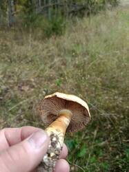 IMG_20260918_123212_919.thumb.jpg.88bc0b1a197eea3cea2c4aa04ce89995.jpg