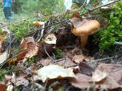 IMG_20260918_130200_566.thumb.jpg.589ba8214035f7756ab7a5f6409dea1a.jpg