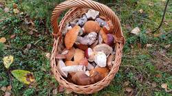 IMG_20260918_132717.thumb.jpg.caddad153a4a6ce60737050166ac7771.jpg