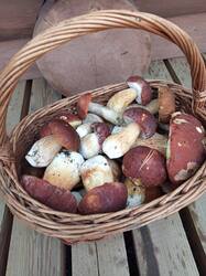 IMG_20260918_132824_674.thumb.jpg.bdd19bf8e7462a9a679932882f534f19.jpg