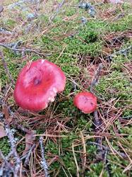 IMG_20260919_122430.jpg