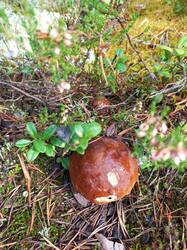IMG_20260919_134658_925.thumb.jpg.d38af5ba42fc91488fe0fa7e8c96e4bc.jpg