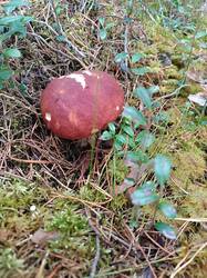 IMG_20260919_151602.jpg