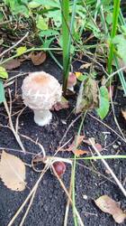 IMG_20260919_155715.jpg