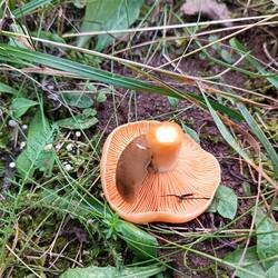 IMG_20260919_171633.jpg