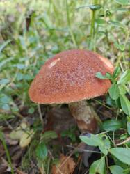 IMG_20260920_123252_564.jpg