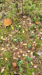 IMG_20260921_115345.jpg