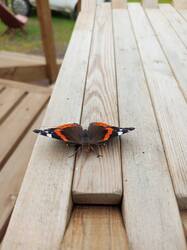 IMG_20260921_123434_198.thumb.jpg.f0396f0fa42056ae35aa6882f32997df.jpg