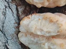 IMG_20260921_173416.thumb.jpg.f982ef263abedf77e65285e96acd8378.jpg
