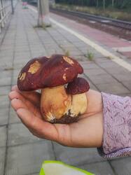 IMG_20260921_192552.thumb.jpg.c735a8451fed910c7a1d99fae435c42b.jpg