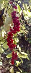 IMG_20260922_123307.jpg