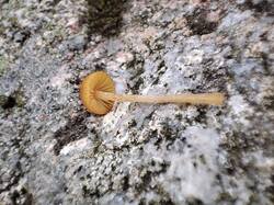 IMG_20260922_145041.thumb.jpg.39959f5015625265000a44256f17d20c.jpg