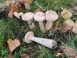 IMG_20260922_145915.thumb.jpg.1f71372a8b054a1c48c09996250a3749.jpg