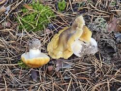 IMG_20260923_100655.thumb.jpg.49c8f0a5e7277e3f2dfc410912d1d2c6.jpg