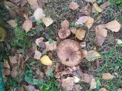 IMG_20260923_173548.thumb.jpg.3670a54b26b292cd6a2cf148811f60bb.jpg