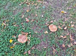 IMG_20260925_065438.jpg
