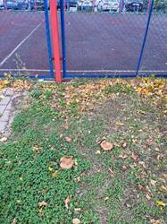 IMG_20260925_065453.jpg