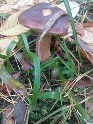 IMG_20260925_092524.thumb.jpg.80ca394a3bc14b2f6e395a21e0957751.jpg
