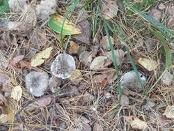 IMG_20260925_103946.thumb.jpg.e0d00e106d17be687d264e7e985bdae1.jpg