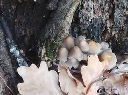 IMG_20260925_172523.thumb.jpg.a6a397c5275564c51c41053ae4cb40f4.jpg