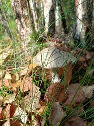 IMG_20260926_135029_966.thumb.jpg.5daef44d6a491abbd4f29d6d45f5844c.jpg