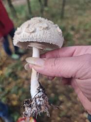 IMG_20260926_144521_1.thumb.jpg.fe572eca873b89205077414f26c84777.jpg