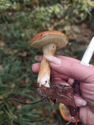 IMG_20260926_144824.thumb.jpg.dfbf7e65d781bcf26d015d6c7930567f.jpg