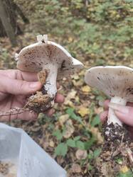 IMG_20260926_152917.thumb.jpg.1e6c8be14b7da93822dde5985710f6aa.jpg