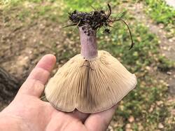 IMG_20260927_112707.thumb.jpg.ecb4884c619b18a6cb67da8114359de5.jpg