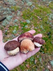 IMG_20260927_130759.thumb.jpg.f2a76064fb22060139233eec13cb8eb8.jpg