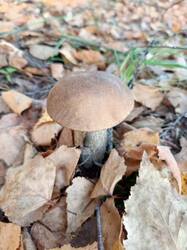IMG_20260929_132607_542.thumb.jpg.f4b6c28f489addc85de69f091a4ce6b1.jpg