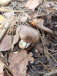 IMG_20260929_132814_687.thumb.jpg.65875de1783d16670ca1be7ff4317387.jpg