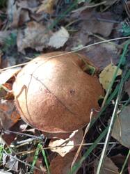 IMG_20260929_132933_493.thumb.jpg.4cd9068d3559d3f3414e44dcc53777b3.jpg