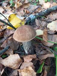 IMG_20260929_133111_224.thumb.jpg.8105e73cf27c9dcfaba572f4abe3efb9.jpg