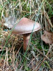 IMG_20260929_134401_539.thumb.jpg.80c88853e4cfdeb886936354d42805a6.jpg