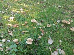 IMG_20260929_135013_870.jpg