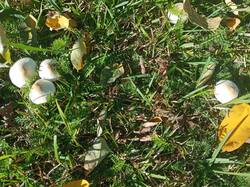 IMG_20260929_135413_229.jpg