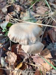 IMG_20260929_135516_280.thumb.jpg.5bff1f8d4f6de66b243104c5b1032321.jpg